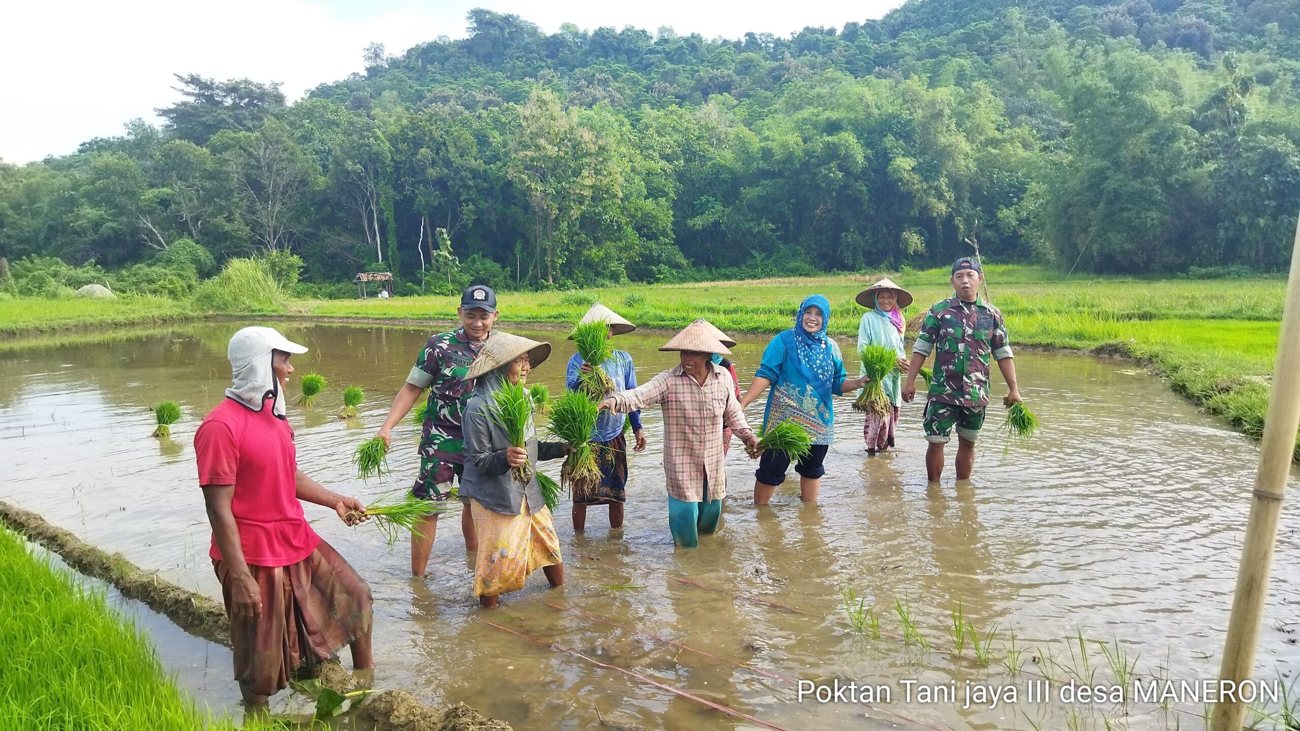 Babinsa Koramil 0829-16/Sepulu Dampingi Petani Tanam Padi di Desa Maneron