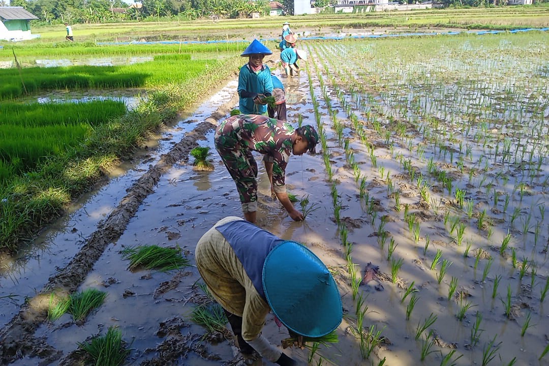 Gerakan Tanam Padi MT II, Dukung Perluasan Areal Tanam tahun 2025