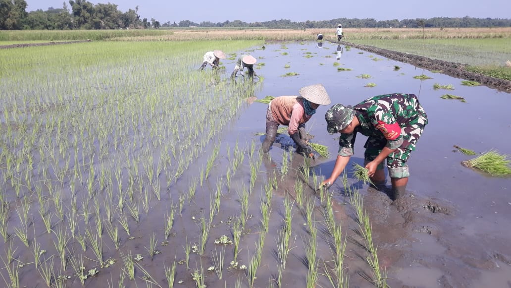 Wujud Nyata Dukung Ketahanan Pangan di Wilayah, Sertu Mutholib Dampingi Petani Tanam Padi