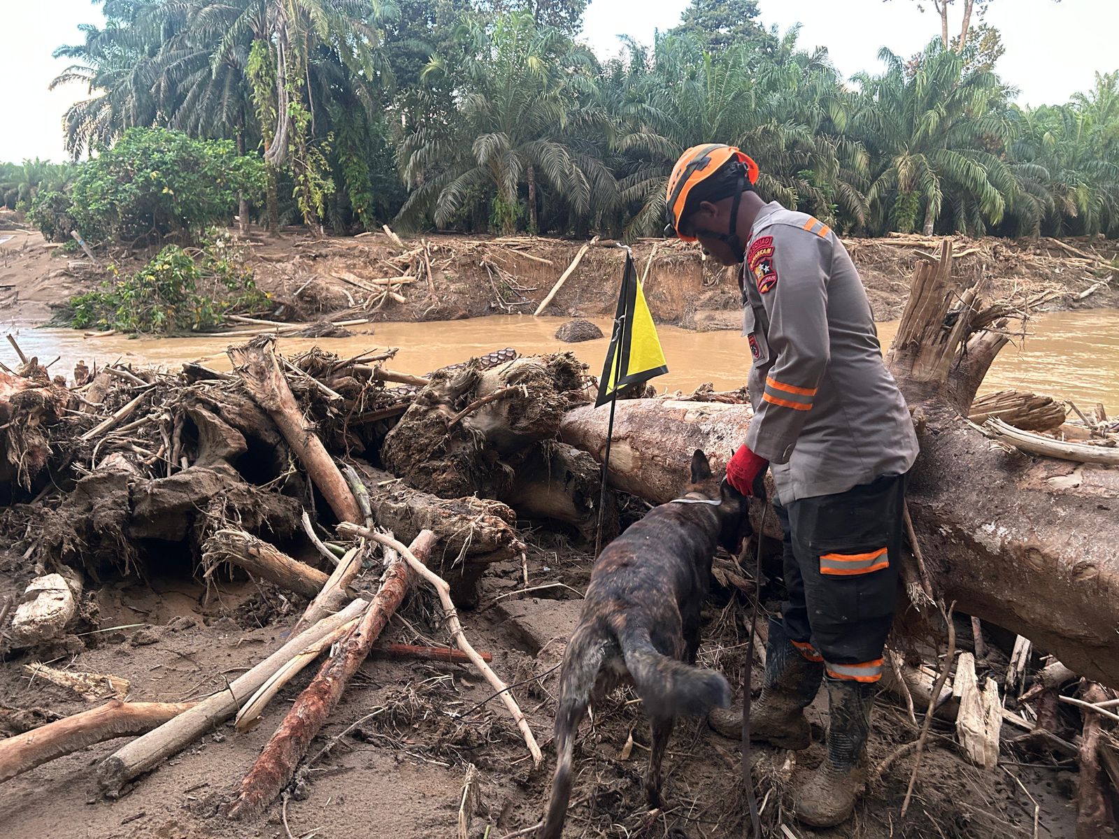Den K9 Ditpolsatwa Baharkam Polri Berhasil Temukan Satu Korban Bencana Alam di Batang Toru, Sumatera Utara
